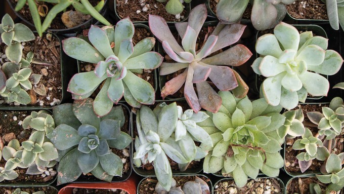 Free succulents for your water-wise garden will be available at Save Our Water Garden Work Day.