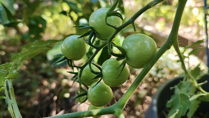 These tomatoes were pollinated during the recent weather break -- before this week's triple-digit heat. But will they have time to mature before fall weather settles in?