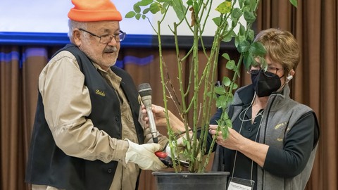 Image caption: Master rosarians at work: Baldo Villegas prunes a rose bush at a previous workshop. Charlotte Owendyk holds the microphone so he can narrate his work.