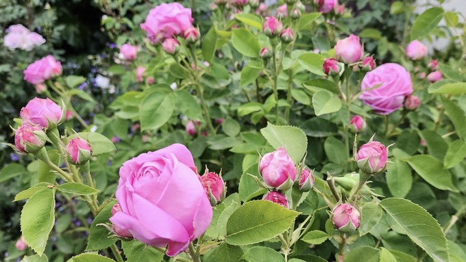 Among the roses for sale May 20 will be Barbara's Pasture Rose, named for the late Barbara Oliva, who found it.