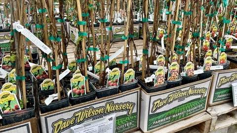 Image caption: Area nurseries are well-stocked with bare-root berry plants and orchard fruit trees. Now is the time to plant bare-roots, especially with the weather drying out this next week.