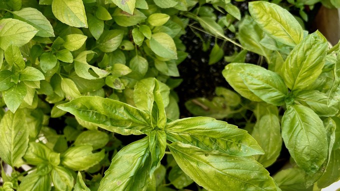 If you have more basil than you know what to do with, check out the Yolo County master gardeners' "Gardening for Year Round Meals" session this Saturday.