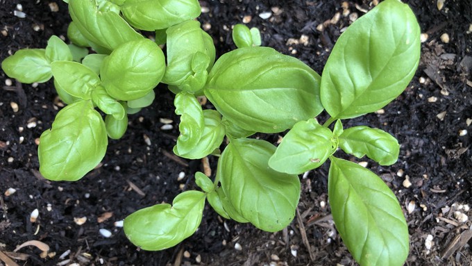 Basil is likely the most popular annual herb to grow in a kitchen garden, but many other herbs are perennials. Learn about culinary herbs at an El Dorado master gardener class this weekend.