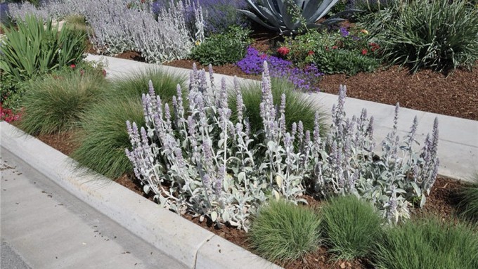 Wood chip mulch helps these plants' roots stay cool, controls weeds, and improves the soil, too.