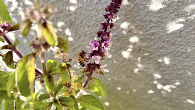 Bees love African blue basil, but the plant must be grown from cuttings, not seeds. Learn the methods of asexual propagation during a workshop this weekend from the UC master gardeners of El Dorado County.