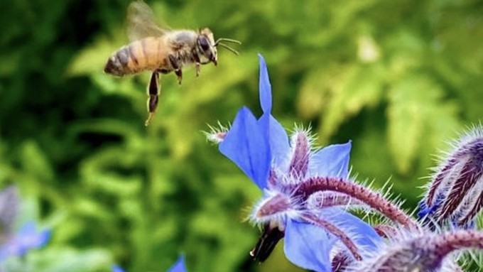 Robin Netzer created the pollinator garden of her dreams after losing two trees. Now it buzzes with bees and other insects.