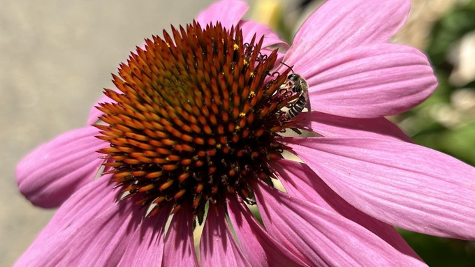 Purple coneflowers produce both pollen and nectar, making them a favorite with bees, such as this furrow bee, part of the species of sweat bees.