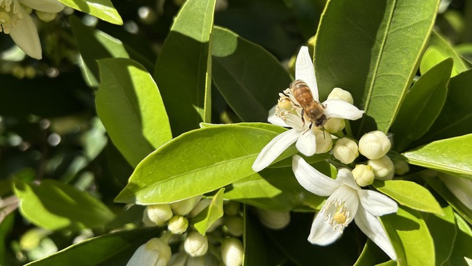 The bees are busy in the blooming citrus trees. Don't forget to fertilize your trees now to help set fruit.