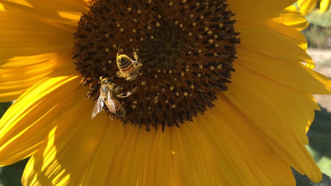 Two honeybees get immersed in their important pollen-collecting work. Celebrate bees and honey Saturday in Woodland.