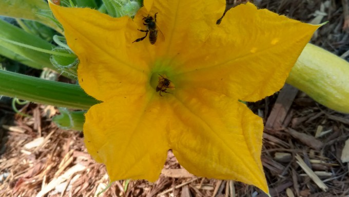 Bees double team a squash blossom, assuring pollination. If your zucchini aren't setting, try pollinating by hand (with the help of a paintbrush).