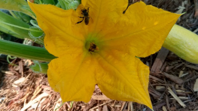 Squash blossoms need bees or other pollinators to produce squash, one of many crops dependent on outside help.