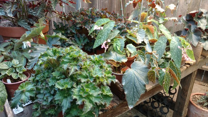 Begonias are shade-loving perennials of infinite variety. They will be on display this Saturday and Sunday at the Shepard Center.