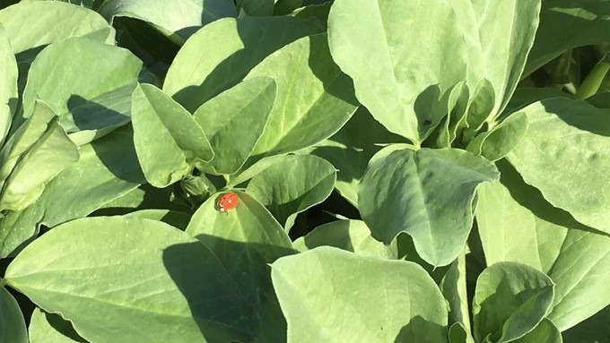 Bell beans make an excellent cover crop for a vegetable garden. Learn about growing cover crops Saturday in Placerville.