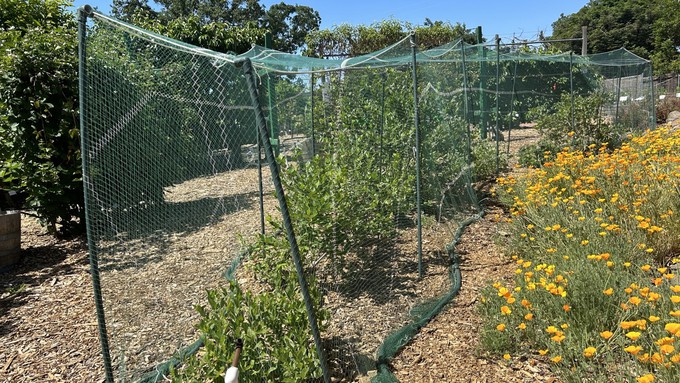 The blueberries are ripening at the Fair Oaks Horticulture Center -- and the bushes are protected from birds by this extensive netting system. Discover this and lots more during the Open Garden on Saturday.