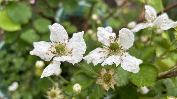 Rain-dotted blossoms on a Baby Cakes blackberry bush show the little berries developing at the center. Saturday was plenty cold and wet, but by Tuesday the high temperature will be back in the 70s.