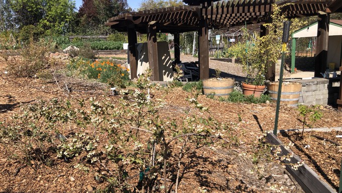 Expect the weather to be bright and warm this Saturday for the Open Garden at the Fair Oaks Horticulture Center. The Berry Garden, in foreground, will be the focus of a mini talk on soil pH levels and applying sulfur.