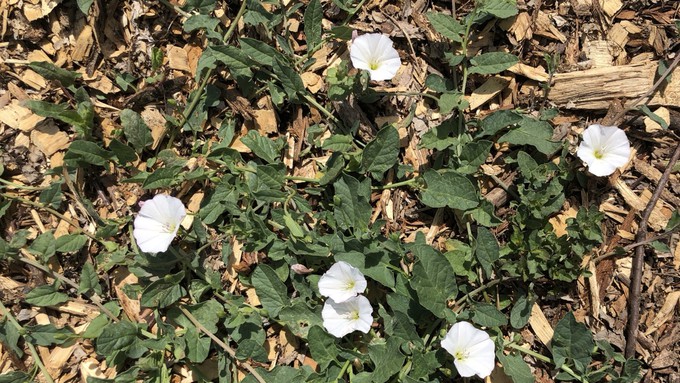 Sure, bindweed is pretty — it is a relative of morning glory — but it’s a fast grower that can strangle plants.