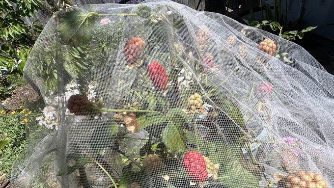 These ripening "Babycakes" blackberries are protected from birds and other critters with a length of tulle, which is lighter than bird netting and less likely to trap small birds.