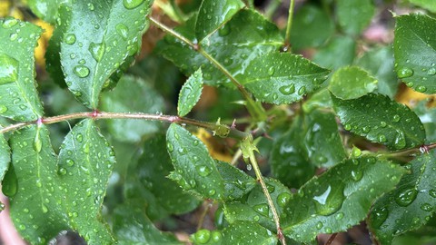 This rain-drenched rose shows an example of a blind shoot -- no bud happening here. To remedy, prune the shoot to just above a healthy leaf with five leaflets.