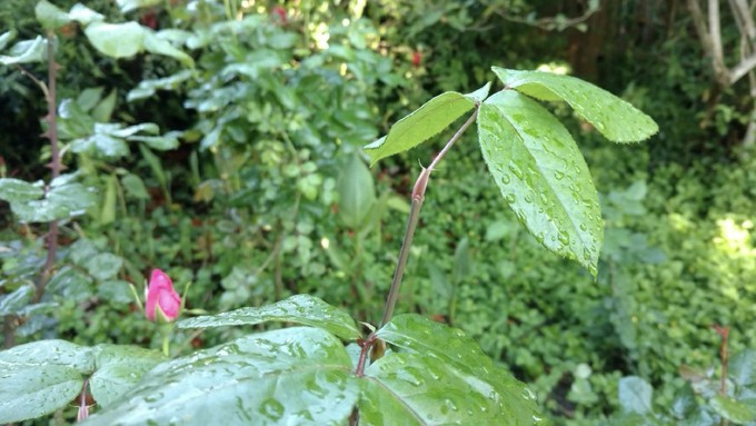Miss Congeniality, a grandiflora rose, has a blind shoot where a bud should have been.