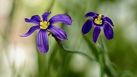 Image caption: The beauty of flowering blue-eyed grass should be on view Sunday in Patricia Carpenter's garden.