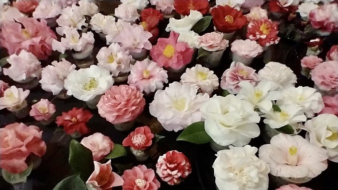 Blue-ribbon camellia blossoms fill a tabletop at the 2022 Sacramento Camellia Show.