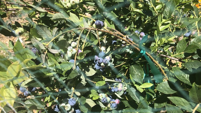 Certain varieties of blueberries do very well in our region, with the right location and right soil. (Also protection from wildlife, hence the netting barely seen here.) Learn the specifics in a free class this weekend in Loomis.