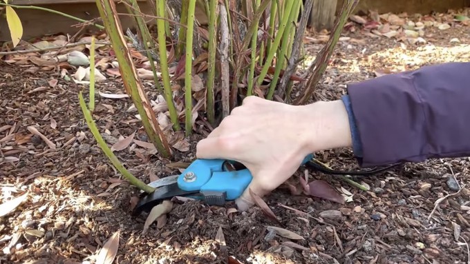 Sacramento County master gardener Tamara Engel demonstrates how to prune a mature blueberry plant in a YouTube video.