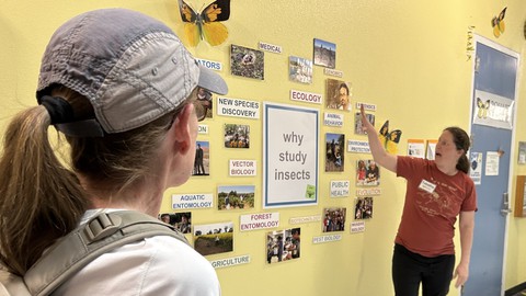 Image caption: A visit to the Bohart Museum often starts with Tabatha Yang, the museum's education and outreach coordinator, explaining why scientists and others study insects. (Also, insects are cool!)