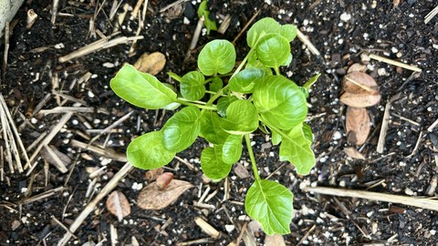 Image caption: Keep an eye on or cover new transplants as temperatures drop into the 30s overnight the next few days. Bok choy like this one generally can handle light frost.