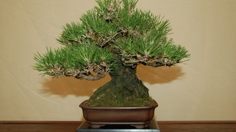 Bonsai carefully tended over the years will be on display Saturday during the Sacramento Bonsai Club's 78th annual show.