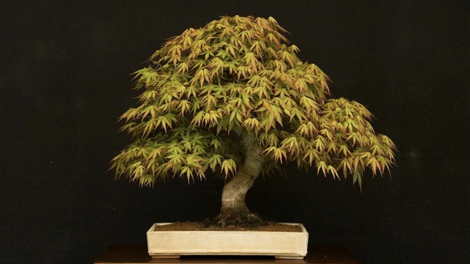 This little maple was among the winners at the 2023 American Bonsai Association, Sacramento, bonsai show. Take home your own bonsai at the ABAS auction on Tuesday, Sept 26.