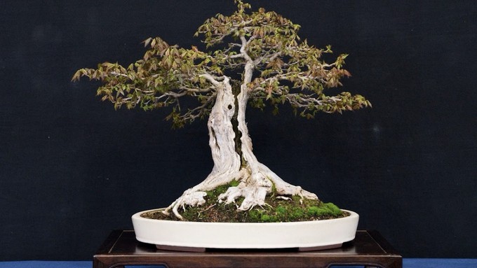 This is just an example of the beautifully tended bonsai that will be on display this weekend at the Shepard Garden and Art Center.