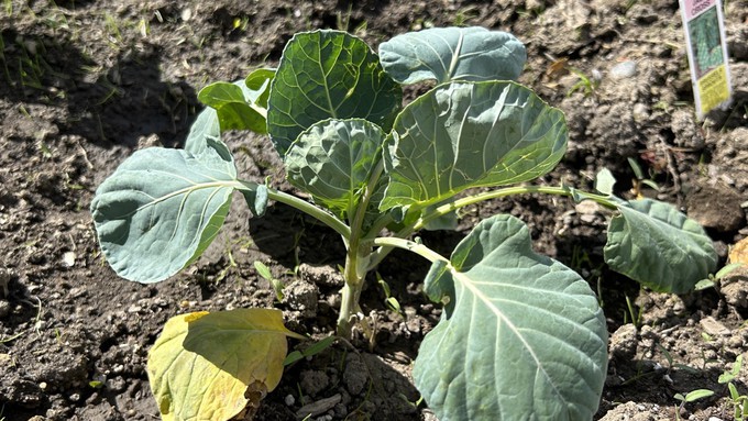 Brussels sprouts like moist, well-drained soil -- this young plant could use some mulch to help retain soil moisture and keep the weeds down. A floating row cover would keep cabbage moths from laying their eggs on it.