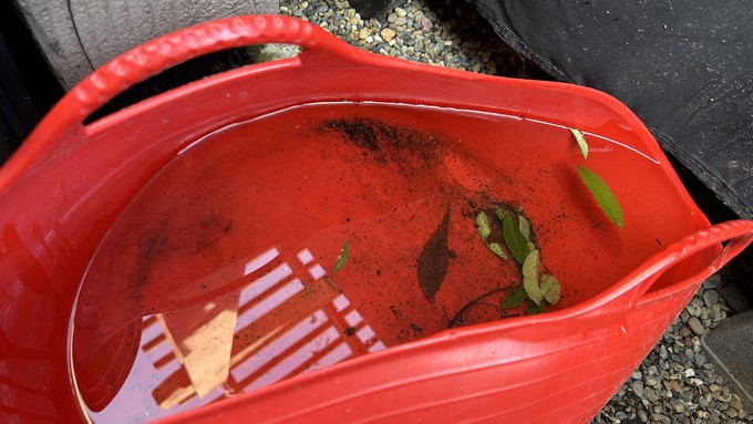 The recent storms left behind a lot of water, but not too much for our soil to hold. (To guard against mosquitoes, be sure to empty any buckets and saucers of water before it warms up again.)