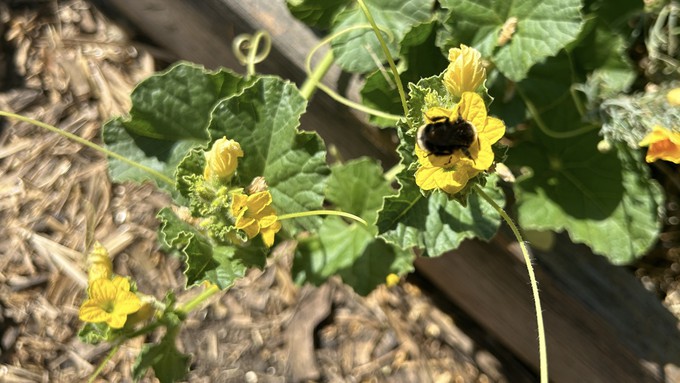 A yellow-faced bumble bee forages in a melon plant. If you don't have bees pollinating the squash or melons, use small watercolor brushes or cotton swabs to move the pollen around.