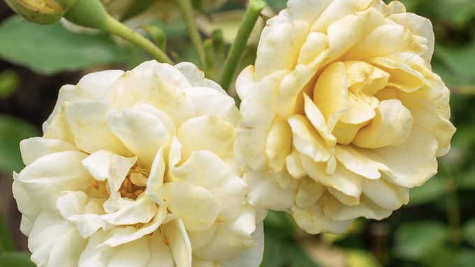 This is Buttercream Drift, a groundcover rose that stays under 2 feet tall