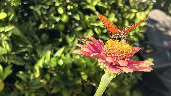 No need to tear out the zinnias just yet -- the butterflies appreciate the food source. This beauty is a gulf fritillary butterfly. Zinnias will keep flowering until the first frost.