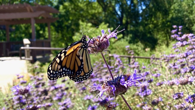 A monarch butterfly pauses on the blossom of a salvia clevelandii at the Cosumnes Preserve.