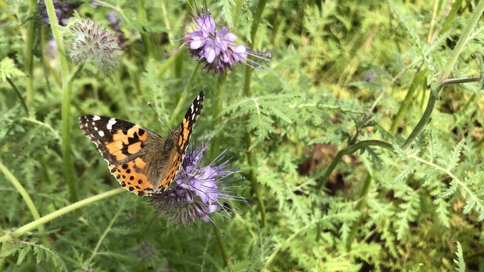 A painted lady butterfly revels in the nectar from a lacy phacelia plant, which is a California native.