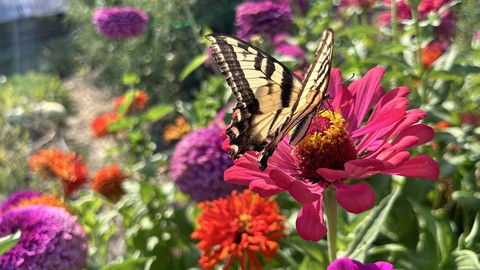 Image caption: Plant plenty of bright zinnias this year to entice butterflies to your garden. Bees like the flowers, too, of course.