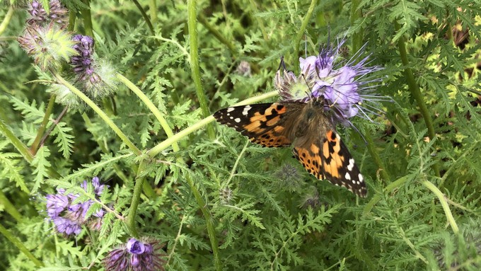 A painted lady butterfly enjoys the nectar of some lacy phacelia. In the Yolo master gardeners' online workshop Thursday, learn about plants that both humans and wildlife can enjoy.