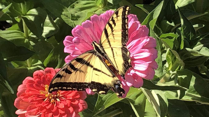 Love butterflies? A butterfly garden is among the six gardens on the Mother's Day Garden Tour, presented by the Placer County master gardeners.