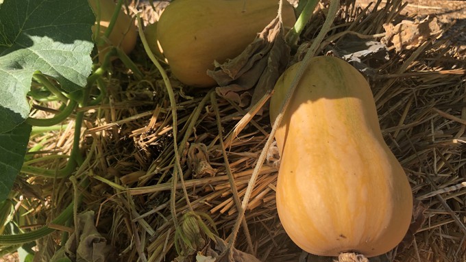 Butternut squash can put on weight rapidly during these warm September days.