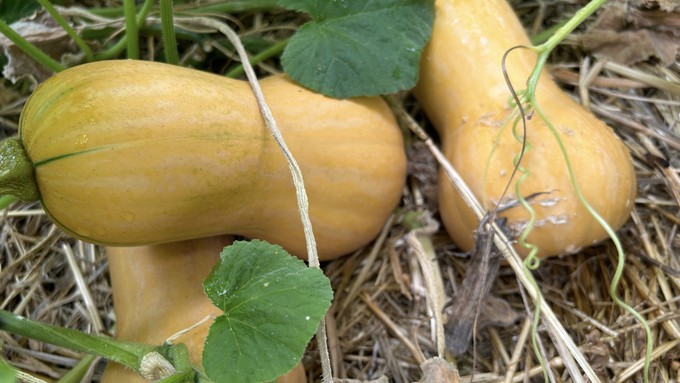 Butternut squash and other winter squash may be ready to harvest soon. Generally the foliage will start to turn yellow and the stem will harden. Green on the skin, as on the one at left, means it's not ready yet.