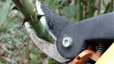 Image caption: Bypass pruning shears are essential for pruning rose bushes.