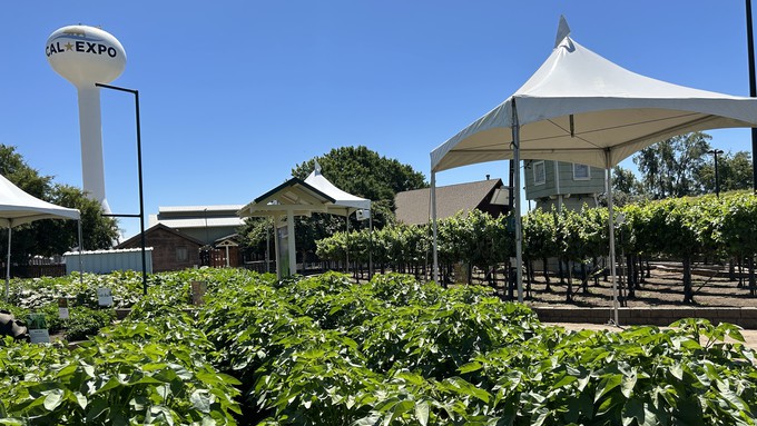 Cotton, foreground, and grapes are among several crops growing at The Farm at Cal Expo during the State Fair. The master gardeners' booth is nearby.