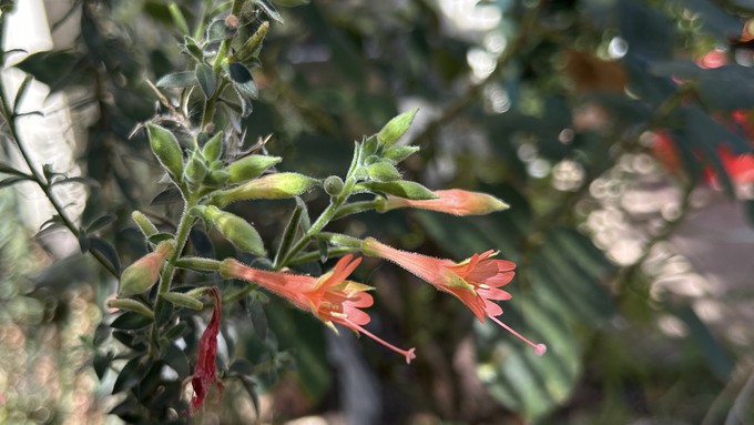 California fuchsia is a native perennial popular with hummingbirds, as you might guess from the trumpet-shaped blossoms. Plant it now and wildlife will love it next summer and fall.