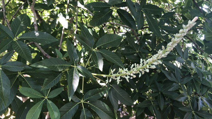 This California buckeye (Aesculus californica) was photographed during the 2023 Gardens Gone Native tour. The flowers, when open, are popular with butterflies.