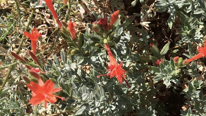 California fuchsia is among the native plants on the most recent inventory list for Miridae Mobile Nursery.